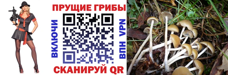 Купить закладки  Верхоянск  Псилоцибиновые грибы мицелий 